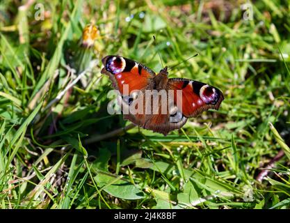 Truro, Cornouailles, 16th avril 2022, Un joli papillon de paon visite un jardin de cornouailles lors d'une chaude journée ensoleillée de printemps. Le temps devrait être de 16C avec des intervalles de Soleil pour le reste de la journée. Crédit : Keith Larby/Alay Live News Banque D'Images