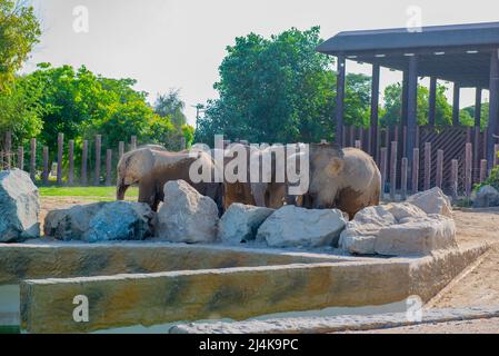 plusieurs éléphants adultes vivent dans le zoo Banque D'Images