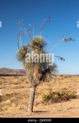 Douglas, Arizona - Une usine de yucca (Yucca elata) de Soaptree dans le désert de Chihuahuan, près de la frontière entre les États-Unis et le Mexique, dans le sud-est de l'Arizona. Banque D'Images