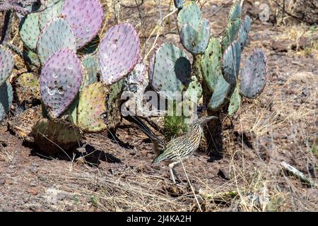 Douglas, Arizona - Un grand roadrunner (Geococcyx californianus) à côté d'une poire piqueuse, ou nopal, cactus, dans le désert près de la frontière entre les États-Unis et le Mexique. Banque D'Images