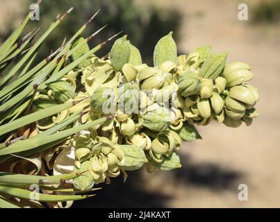 Blooms on a Joshua Tree in Spring, Joshua Tree National Park, Californie Banque D'Images