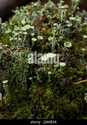 Colonie de lichens verts Pixie Cup, un champignon, poussant en mousse sur une souche dans la forêt du Palatinat en Allemagne, le jour de l'automne. Banque D'Images