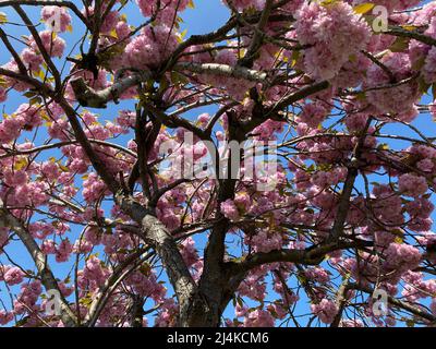 Après un long printemps d'hiver arrive enfin au Royaume-Uni pendant le week-end de Pâques . Fleurs Blossom et l'air se sent frais . Le public britannique sera en mesure d'économiser une fortune sur les factures de chauffage maintenant les prix ont doublé , espérons que ce temps glorieux durera pour les 6 prochains mois ... La température était de 18 c à 21 c pendant le week-end ... Banque D'Images