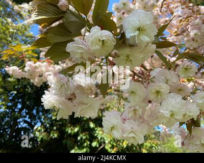 Après un long printemps d'hiver arrive enfin au Royaume-Uni pendant le week-end de Pâques . Fleurs Blossom et l'air se sent frais . Le public britannique sera en mesure d'économiser une fortune sur les factures de chauffage maintenant les prix ont doublé , espérons que ce temps glorieux durera pour les 6 prochains mois ... La température était de 18 c à 21 c pendant le week-end ... Banque D'Images