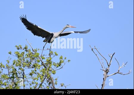 Vienne, Autriche. Héron gris (Ardea cinerea) dans le parc aquatique de Floridsdorf Banque D'Images