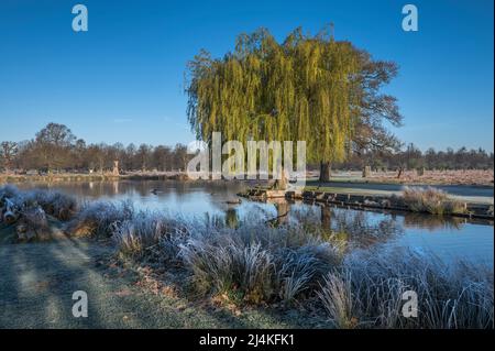 Le soleil commence à fondre le givre du matin dans les étangs du parc Bushy, près de Hampton court Surrey Banque D'Images