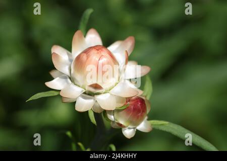 Fleur hélicrysum poussant sur fond de jardin de près Banque D'Images