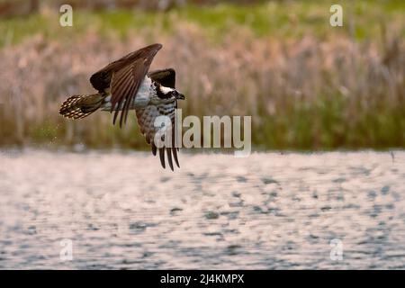 Osprey volant bas à l'eau après avoir perdu un poisson, montrant l'eau qui coule encore des plumes de queue. Capturé dans le comté de Shasta, Californie, États-Unis. Banque D'Images