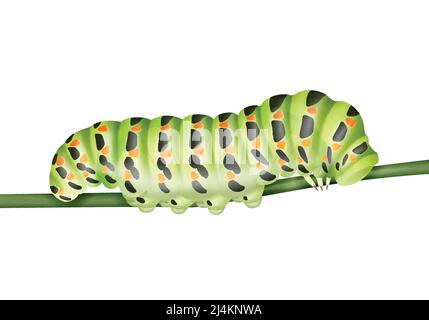 Chenille Machaon vert vectoriel rampant sur la tige du côté rapproché vue isolée sur fond blanc Illustration de Vecteur