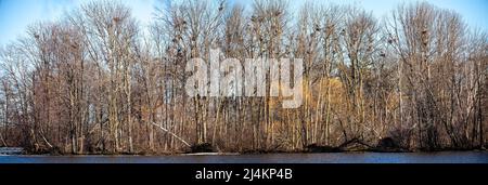 Île avec un Blue Heron Rookery pris de Rookery View Park à Wausau, Wisconsin, au printemps, panorama Banque D'Images