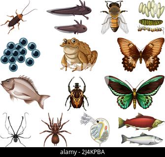 Différents types d'insectes et d'animaux sur fond blanc illustration Illustration de Vecteur