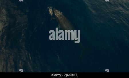 Rorquals à bosse. Drone aérien au large de la côte de Kapalua, Hawaï. La baleine mère et son barbotage de veau . Photo de haute qualité Banque D'Images