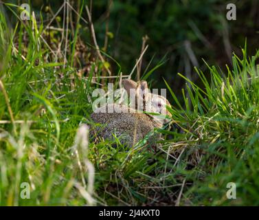 Lapin sauvage atteint d'une myxomatose virale et d'un œil rouge gonflé. East Lothian, Écosse, Royaume-Uni Banque D'Images