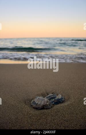 Un petit méduse se trouve sur une plage de sable sur un fond très flou du ciel et de la mer le soir Banque D'Images