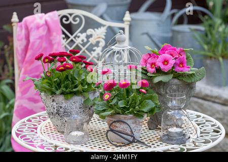 pink bellis perennis et primrose en pots vintage dans le jardin de printemps Banque D'Images