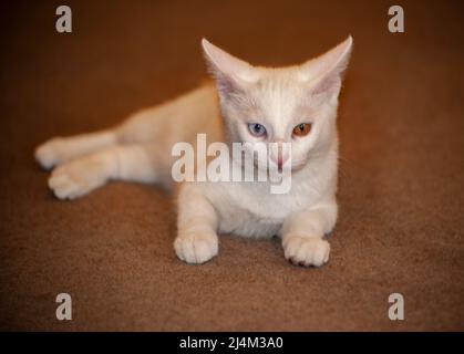 Magnifique Van Cat de race arménienne avec des yeux bleus et jaunes uniques posés sur les tapis turcs dans un magasin à Ephèse, Turquie. Banque D'Images