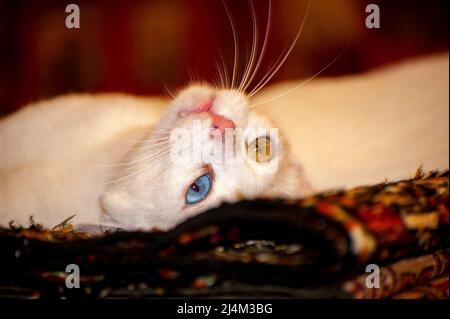 Magnifique Van Cat de race arménienne avec des yeux bleus et jaunes uniques posés sur les tapis turcs dans un magasin à Ephèse, Turquie. Banque D'Images