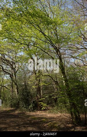 Earl's Path Epping Forest Essex, Angleterre Royaume-Uni Europe Banque D'Images