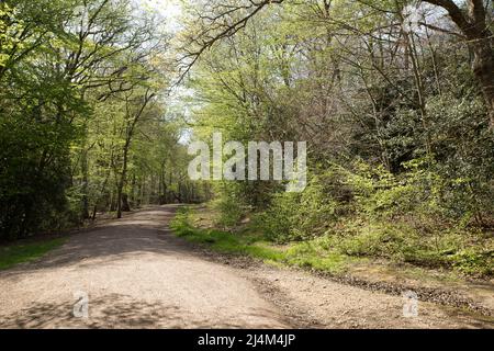 Earl's Path Epping Forest Essex, Angleterre Royaume-Uni Europe Banque D'Images