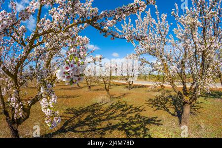 Les amandiers fleurissent au début du printemps en Andalousie, Espagne Banque D'Images