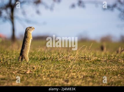 L'écureuil terrestre européen (Spermophilus citellus) également connu sous le nom de Souslik européen debout dans deux jambes et à la recherche de prédateurs. Photo prise le Banque D'Images
