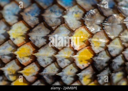 Balances Desert Spiny Lizard Banque D'Images