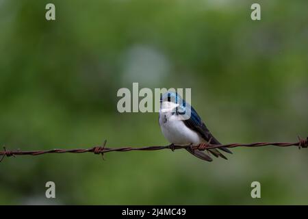 Swallow, Tachycineta bicolore perchée Banque D'Images