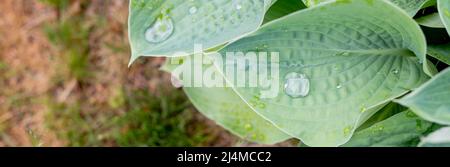 Feuilles de l'hôtA couvertes de gouttes d'eau, fond vert naturel Banque D'Images