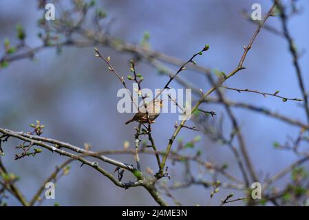Le Troglodyte mignon Troglodytes troglodytes Banque D'Images