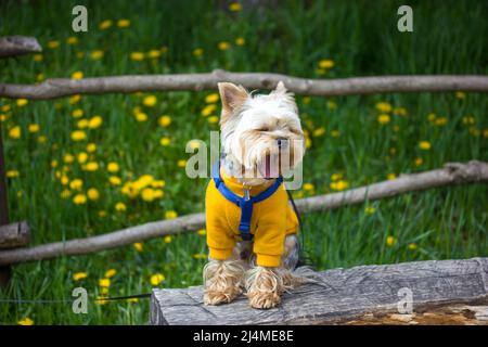 Le petit chien du Yorkshire Terrier est assis obéissant sur une bûche dans une prairie verte parmi les pissenlits en fleurs dans le jardin de printemps. Drôle de lapdog brun bâillant avec la bouche Banque D'Images