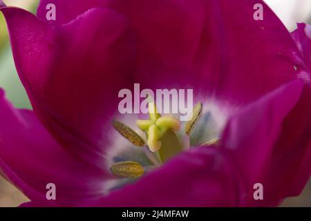 Purple Tulip gros plan (macro), Trentham Gardens, Staffordshire, Royaume-Uni Banque D'Images