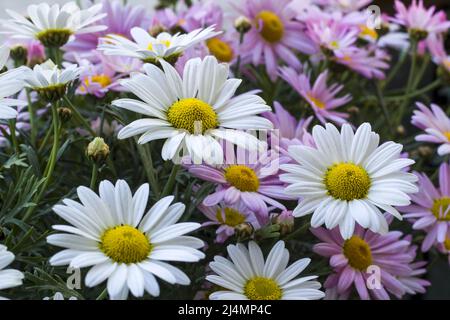 Deux belles sortes de pâquerettes suspendues dans un pot de fleurs de balcon Banque D'Images