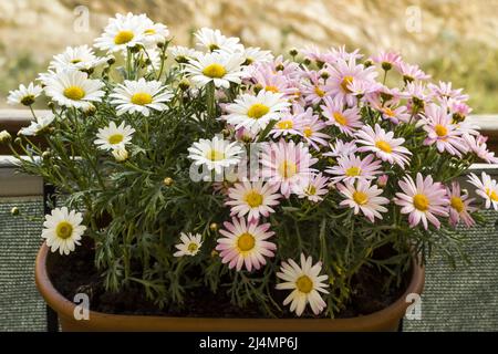 Deux belles sortes de pâquerettes suspendues dans un pot de fleurs de balcon Banque D'Images