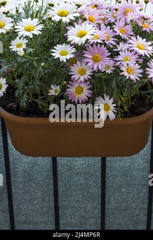 Deux belles sortes de pâquerettes suspendues dans un pot de fleurs de balcon Banque D'Images