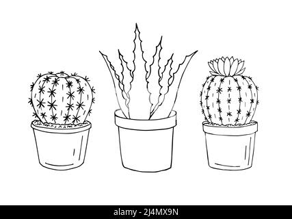 Scénario à la main Doodle dessin ensemble de trois cactus et aloès dans des pots isolés sur fond blanc Illustration de Vecteur