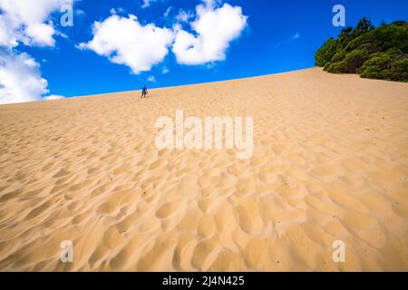 Une femme monte sur la dune de sable escarpée sur le Sandblow de Hammerstone, loin du lac Wabby sur Fraser Island, Queensland, Australie. Banque D'Images