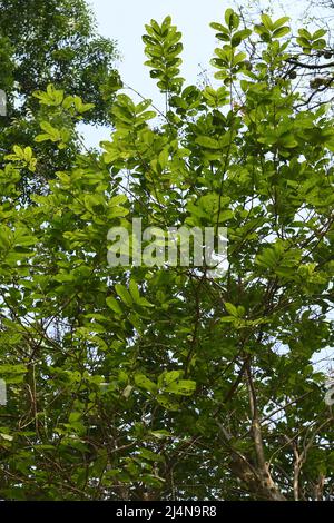 Lagerstroemia parviflora, communément appelé Cope Myrtle ou Sidha. Jardin zoologique, Alipore, Kolkata, Bengale occidental, Inde. Banque D'Images