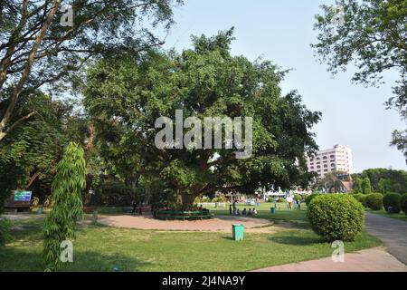 Ficus benjamina, communément connu sous le nom de figue de Weeping, figue de Benjamin, arbre de Ficus. Jardin zoologique, Alipore, Kolkata, Bengale occidental, Inde. Banque D'Images