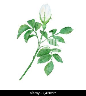 Aquarelle bouton de fleur de rose sauvage blanc dessiné à la main avec des feuilles vertes, fleur de pétale de feuille de branche de plante naturelle. Élégante affiche en forme de falaise pour un motif mariage Banque D'Images