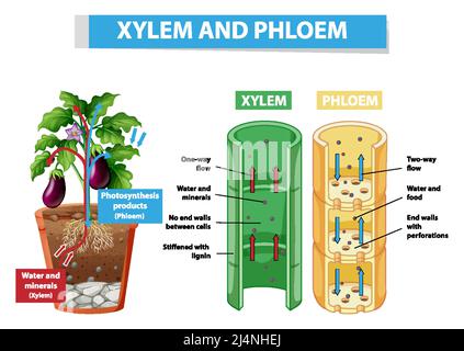 Schéma illustrant le xylème et le phloème dans l'illustration de la plante Illustration de Vecteur