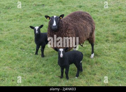 Vallée de Mealagh, Bantry, Cork, Irlande. 16th avril 2022. Deux Lambs avec leur mère sur une ferme dans la vallée de Mealagh, Bantry, Co. Cork, Irlande. - Crédit; David Creedon / Alamy Live News Banque D'Images