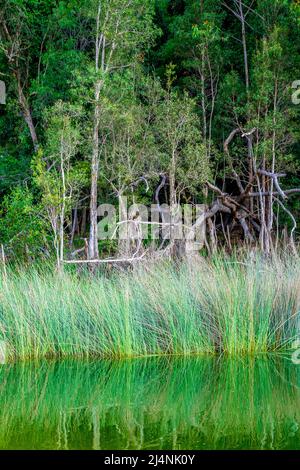 Le lac Wabby est entouré d'une forêt d'arbres de Melaleuca (écorces de papier), et de perches d'un côté et de l'impressionnant Sandblow de Hammerstone de l'autre. Banque D'Images