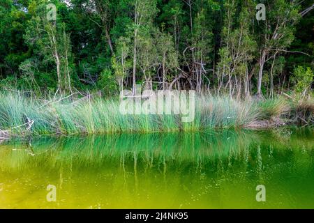 Le lac Wabby est entouré d'une forêt d'arbres de Melaleuca (écorces de papier), et de perches d'un côté et de l'impressionnant Sandblow de Hammerstone de l'autre. Banque D'Images