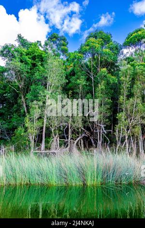 Le lac Wabby est entouré d'une forêt d'arbres de Melaleuca (écorces de papier), et de perches d'un côté et de l'impressionnant Sandblow de Hammerstone de l'autre. Banque D'Images