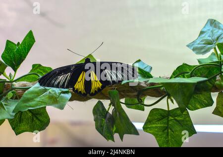 Troides Rhadamantus Birdwing doré avec une aile endommagée dans une exposition de papillons tropicaux Banque D'Images