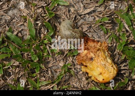 Une pomme cajou gâtée avec la graine de cajou sur le sol herbacé, c'était le fruit cajou mangé et la dispersion des graines par les chauves-souris Banque D'Images