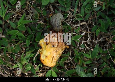 Une pomme cajou gâtée avec la graine de cajou sur le sol herbacé, c'était le fruit cajou mangé et la dispersion des graines par les chauves-souris Banque D'Images