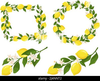Branches florissantes de citron. Cadre de branche avec citrons, feuilles et fleurs ensemble vectoriel Illustration de Vecteur