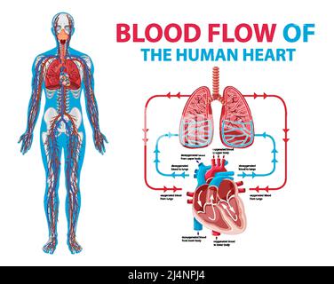 Illustration du flux sanguin dans le cœur humain Illustration de Vecteur