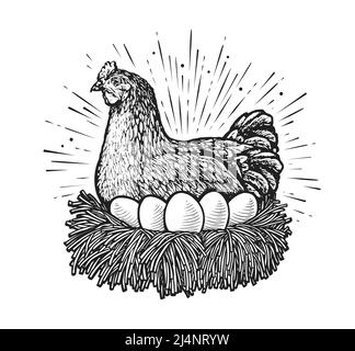 Poule en position de pose dans le vecteur d'esquisse Nest. Poulet et œufs de ferme dessinés dans un style de gravure vintage Illustration de Vecteur